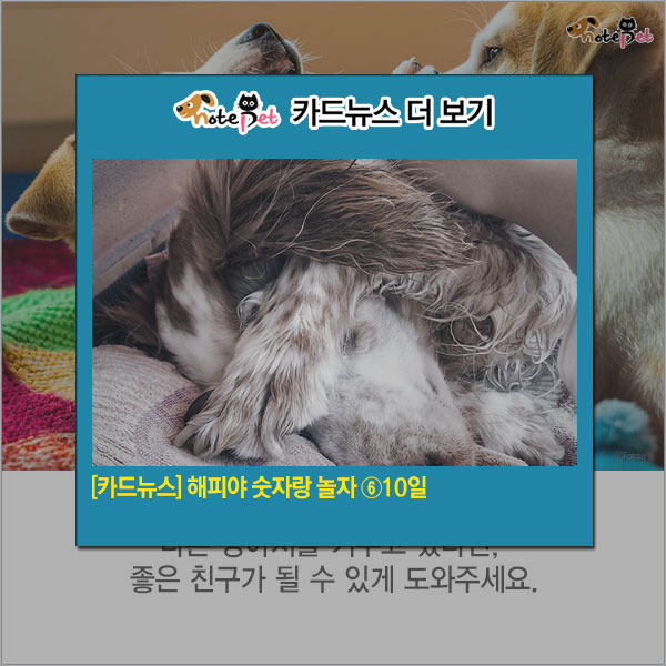 노트펫