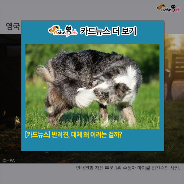 노트펫