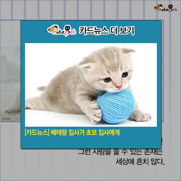 노트펫