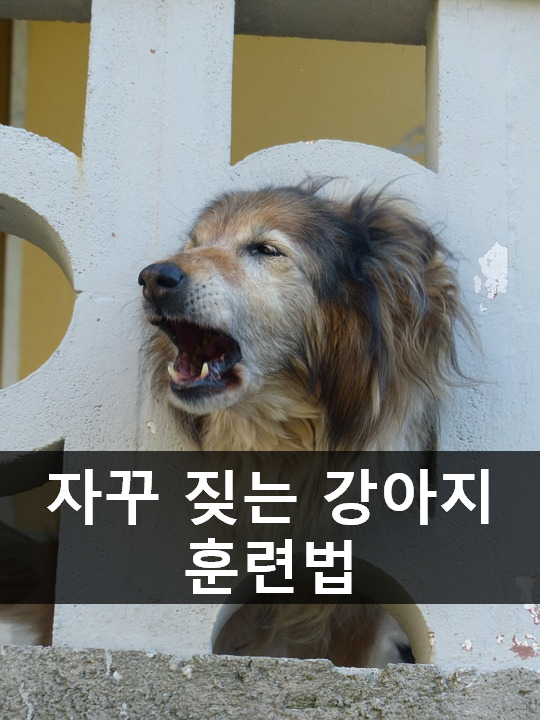 노트펫