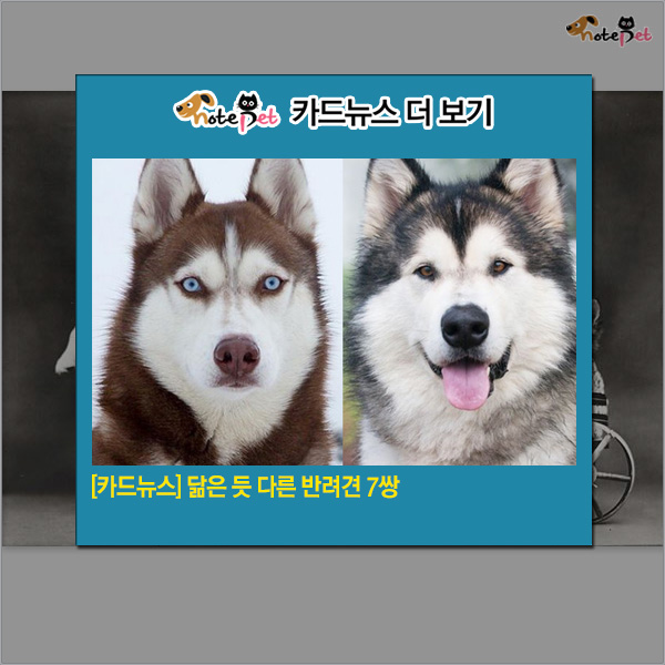 노트펫
