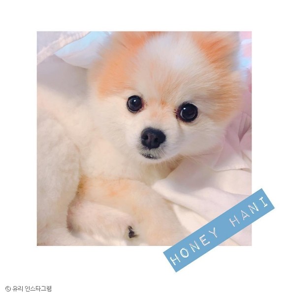 노트펫