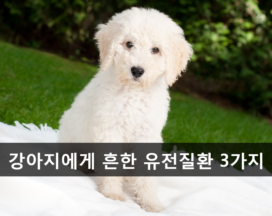노트펫