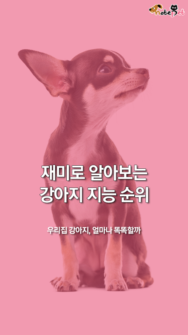 노트펫