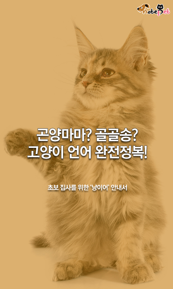 노트펫