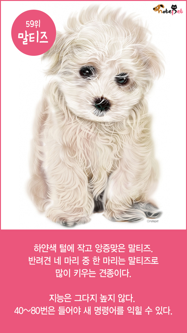 노트펫