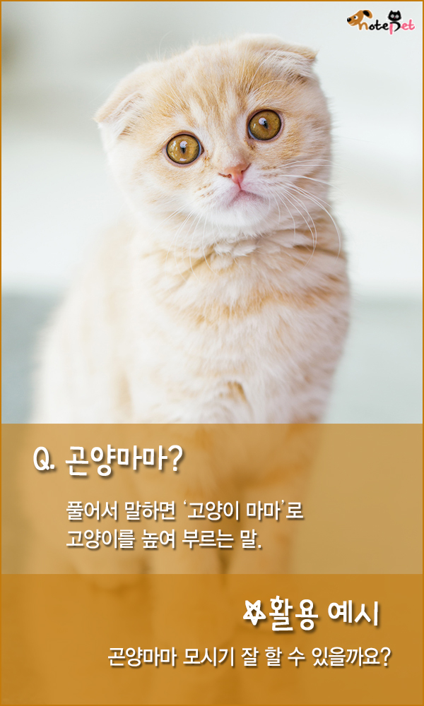 노트펫