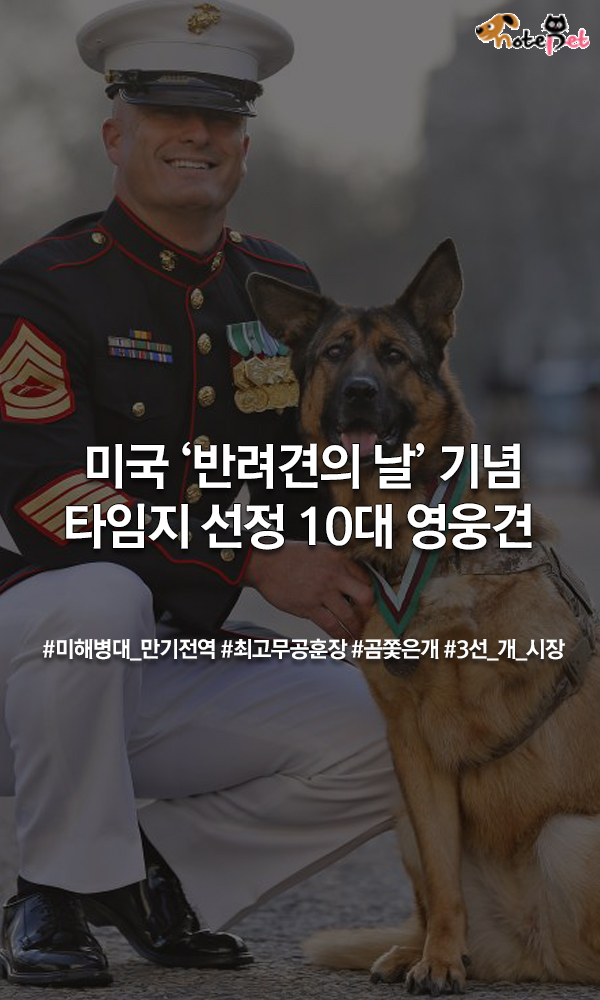 노트펫