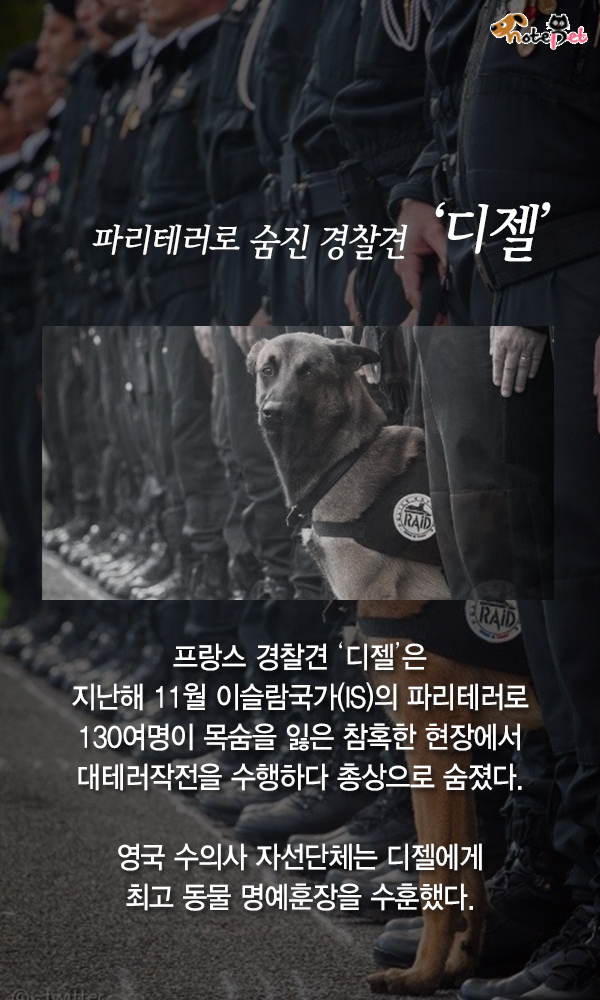노트펫