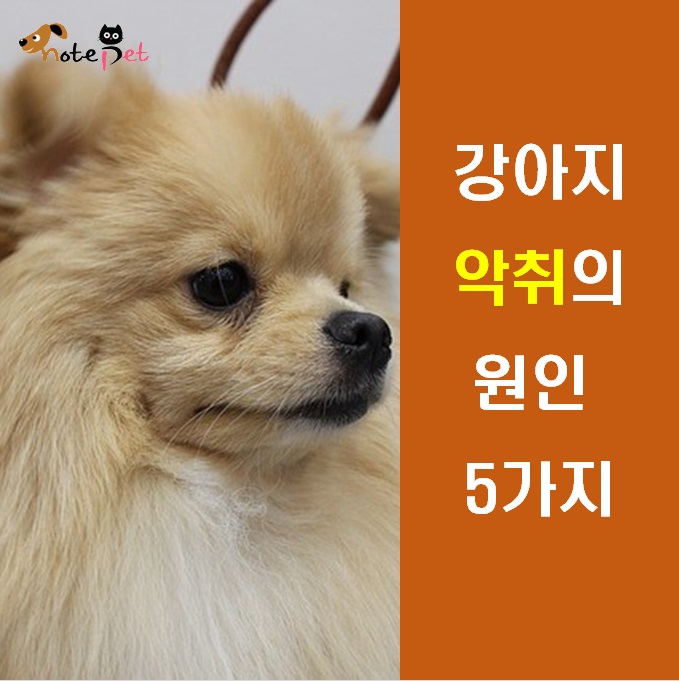 노트펫