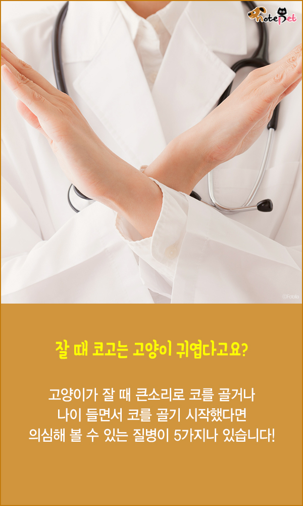 노트펫