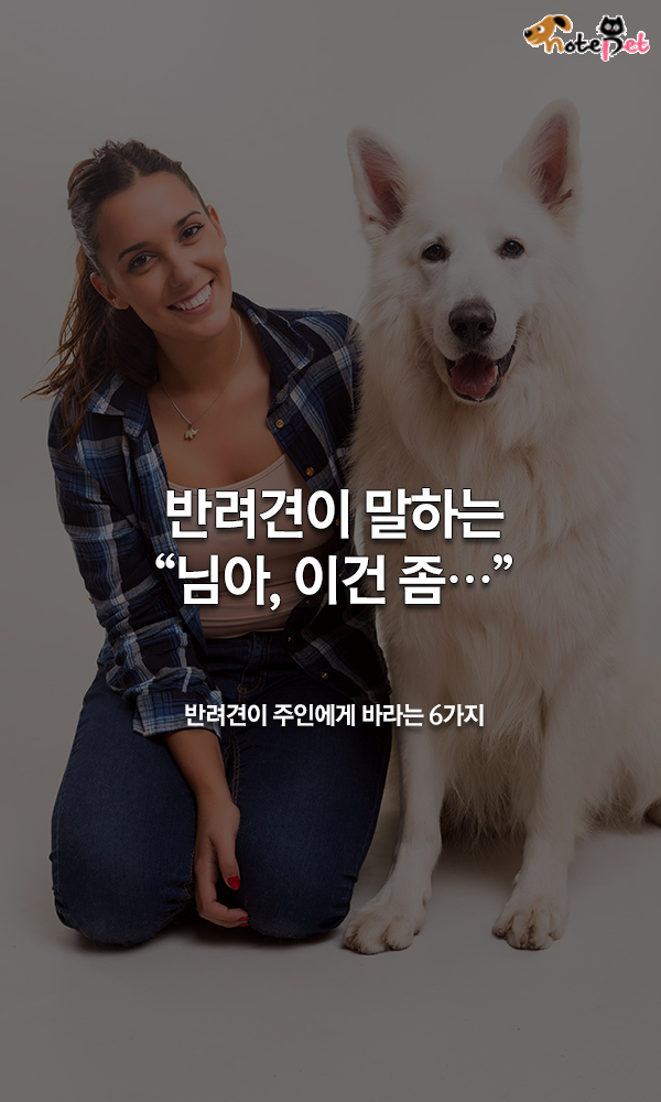 노트펫