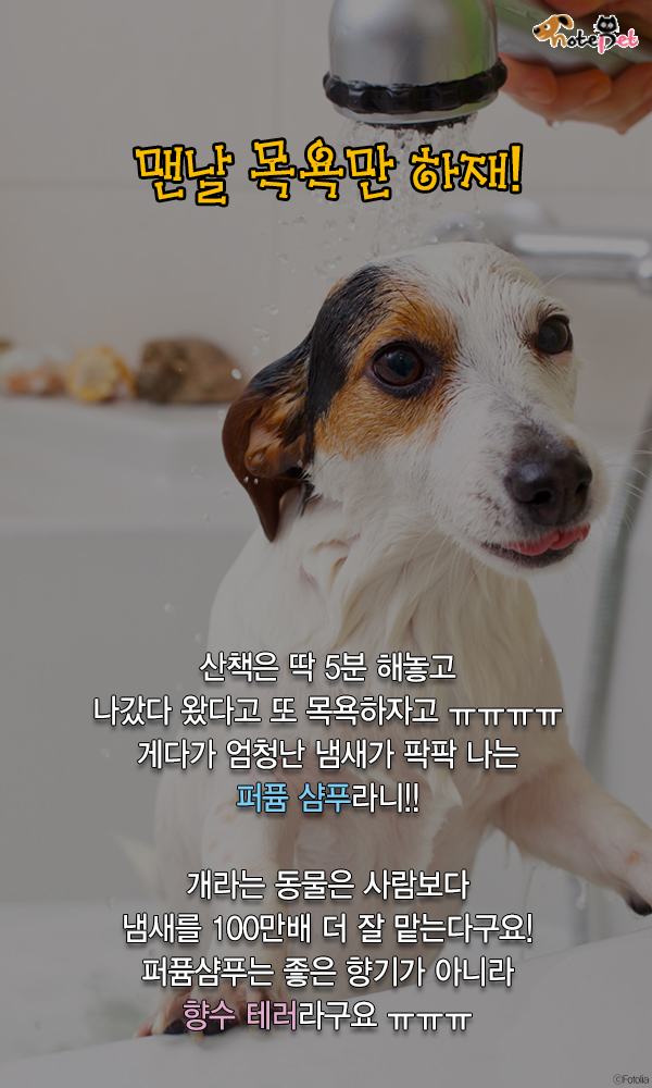노트펫