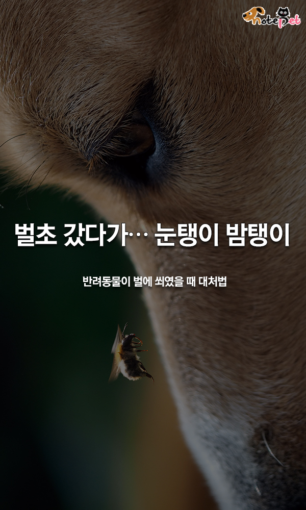 노트펫