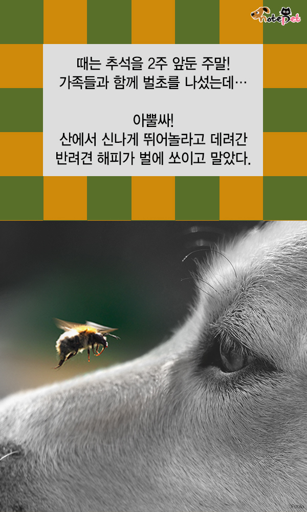 노트펫