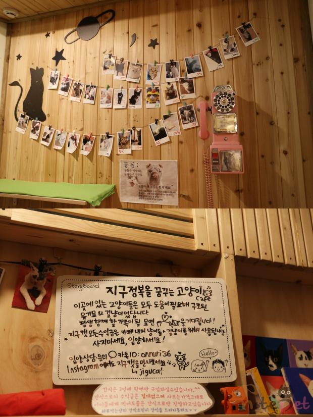노트펫