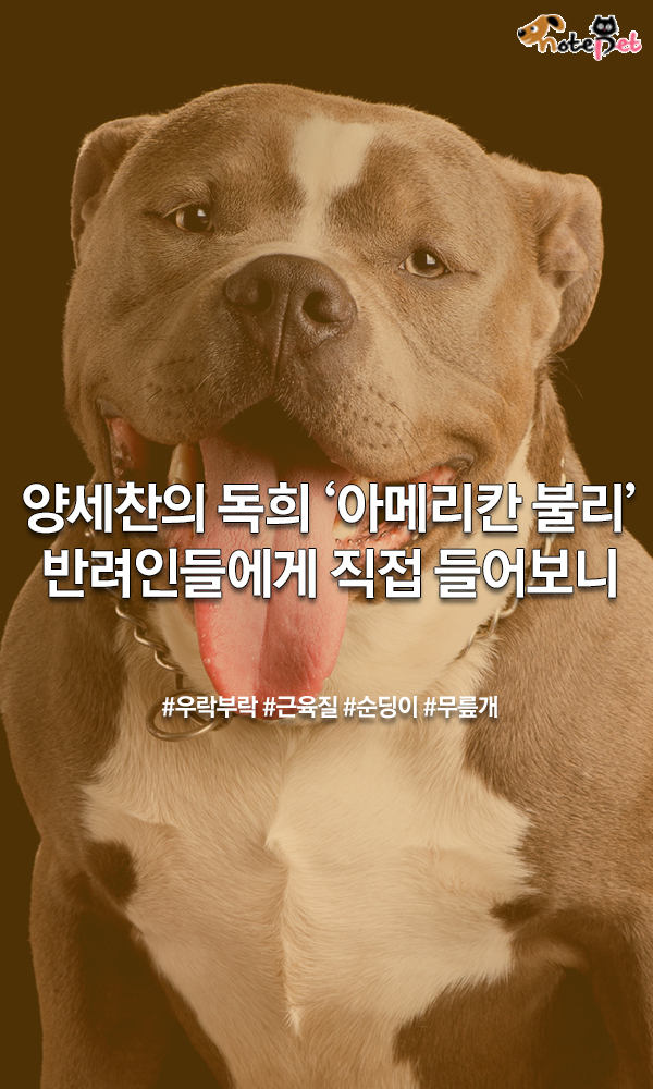 노트펫