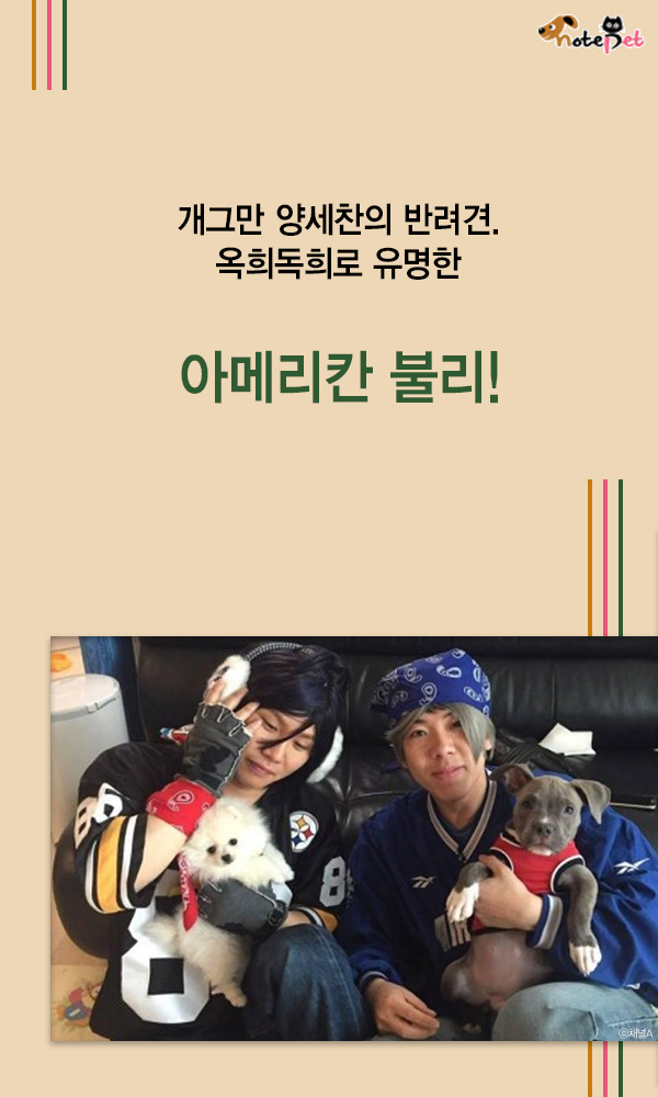 노트펫