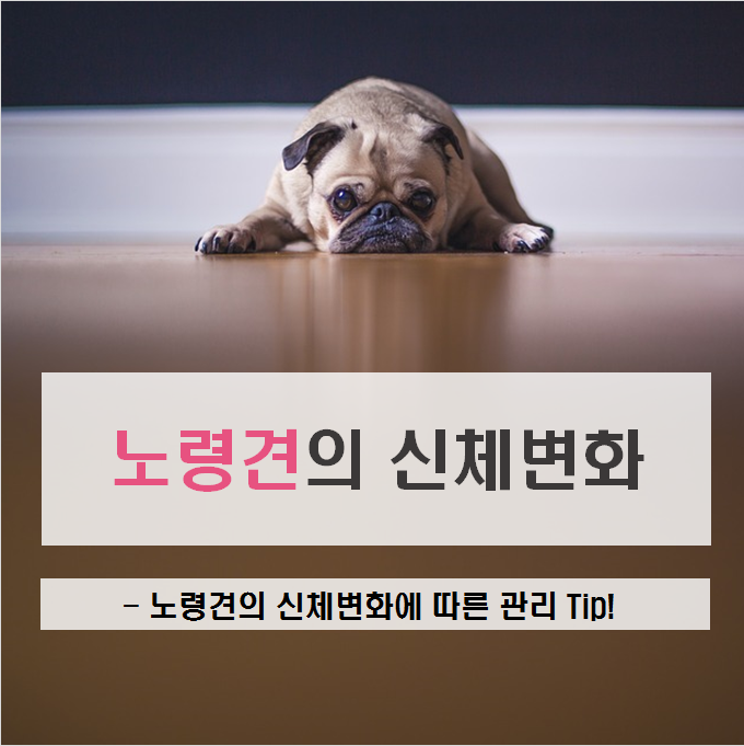 노트펫