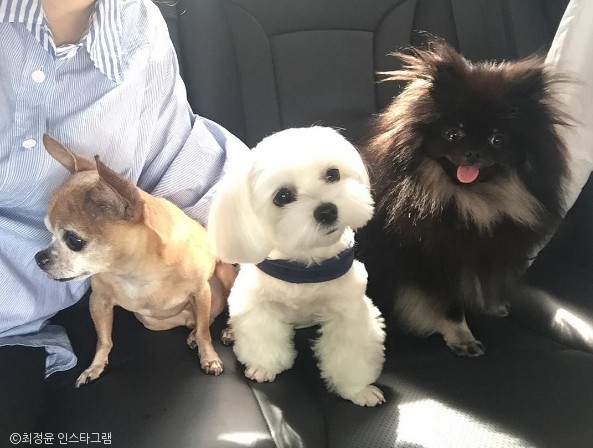 노트펫