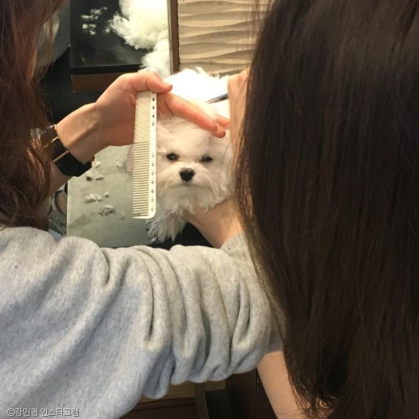 노트펫
