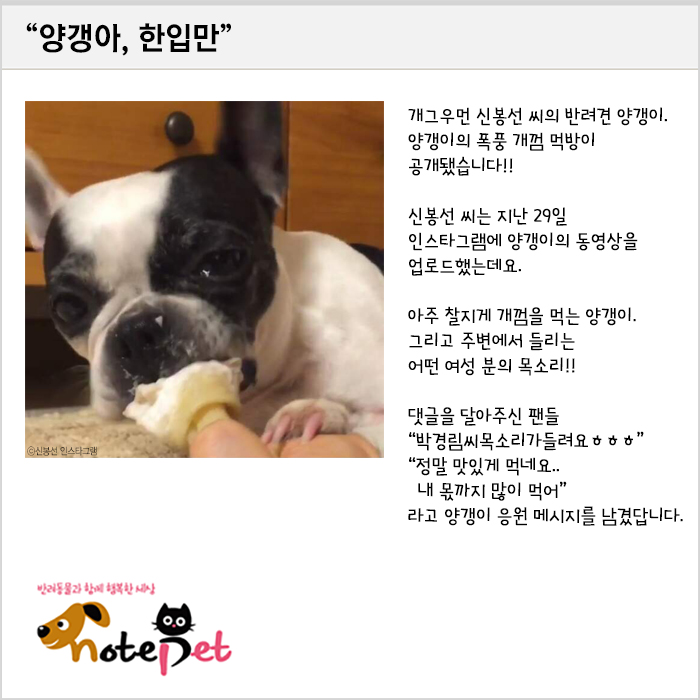 노트펫