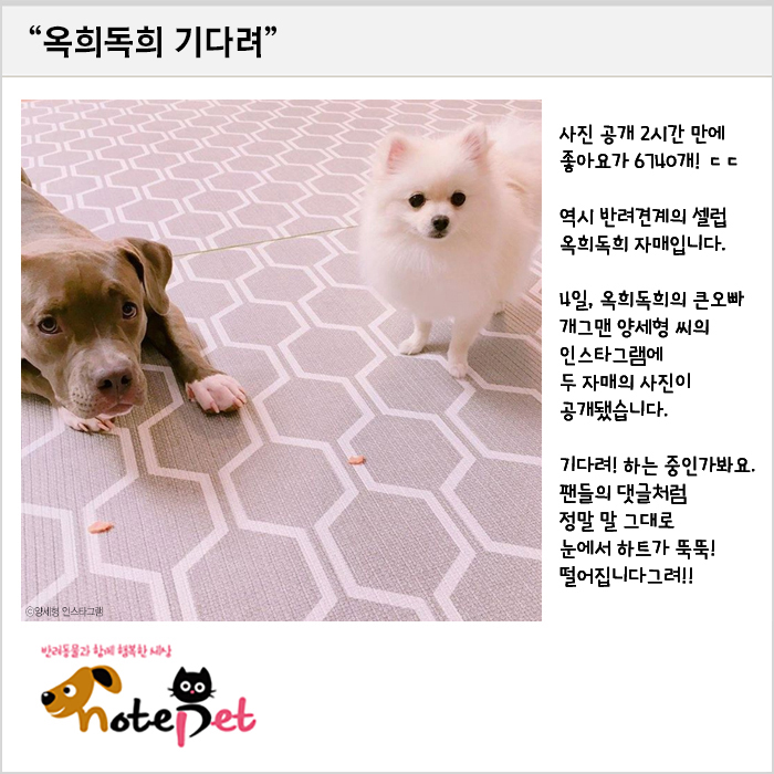노트펫