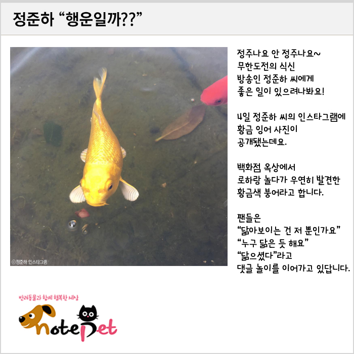 노트펫