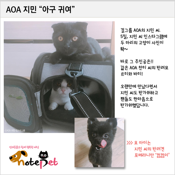 노트펫