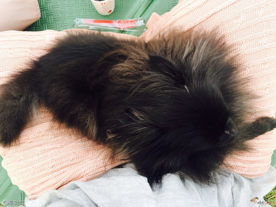 노트펫