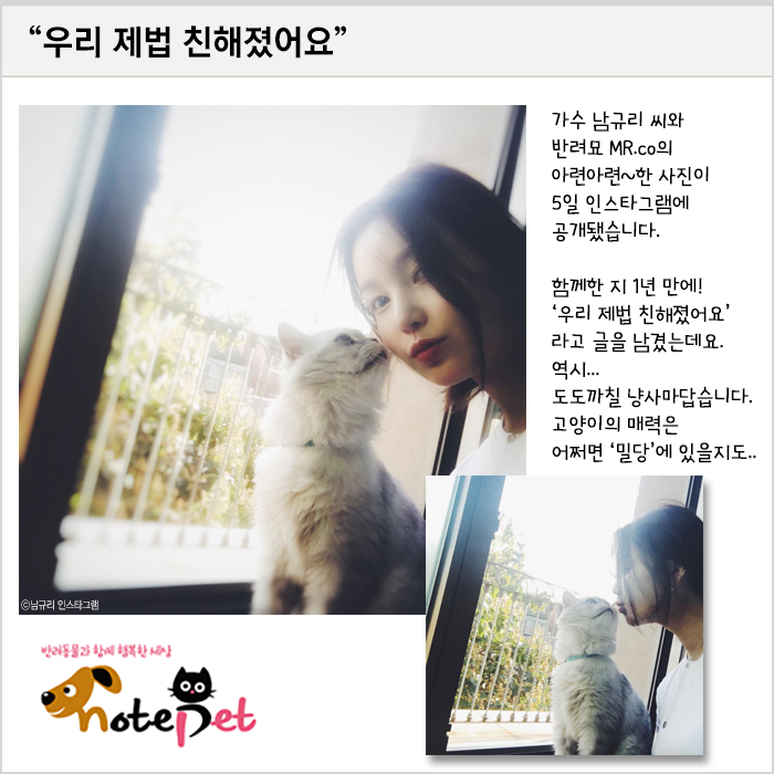 노트펫