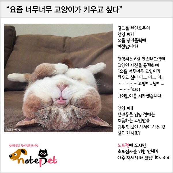 노트펫