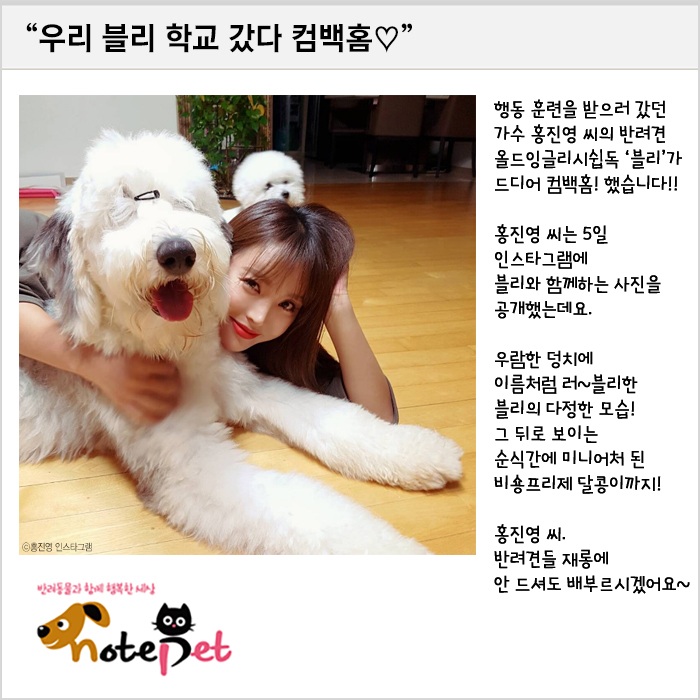 노트펫