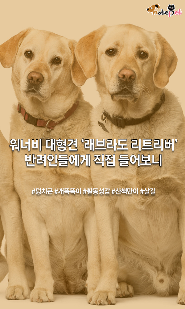 노트펫
