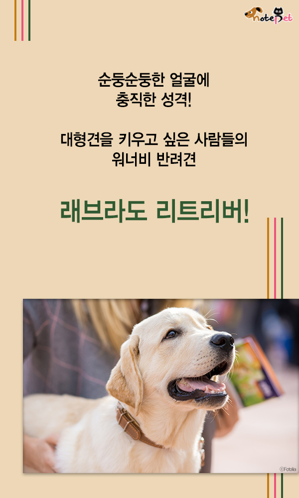 노트펫