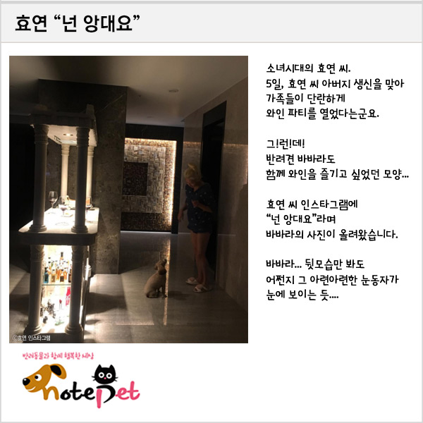 노트펫