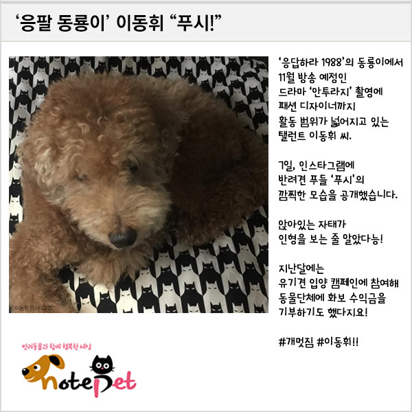 노트펫