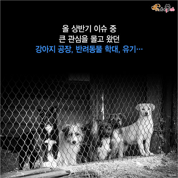 노트펫