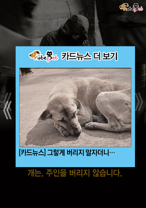 노트펫