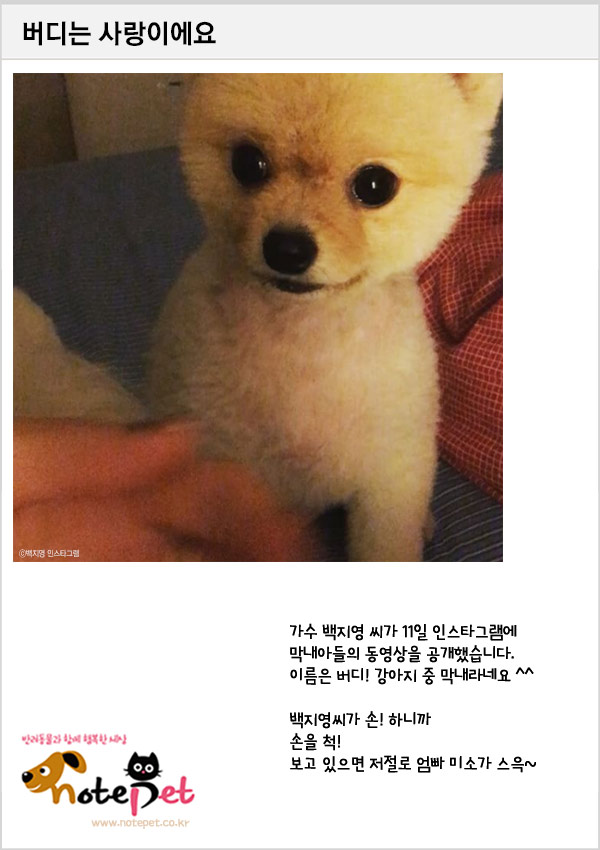 노트펫