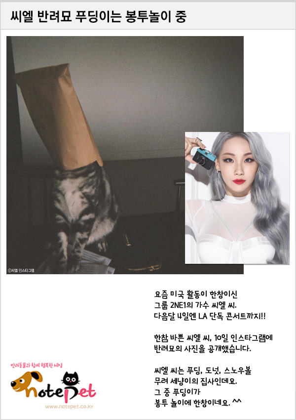 노트펫