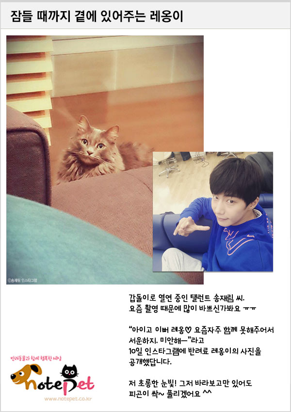 노트펫