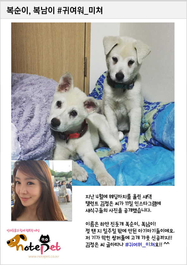노트펫