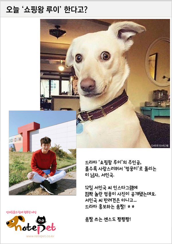 노트펫