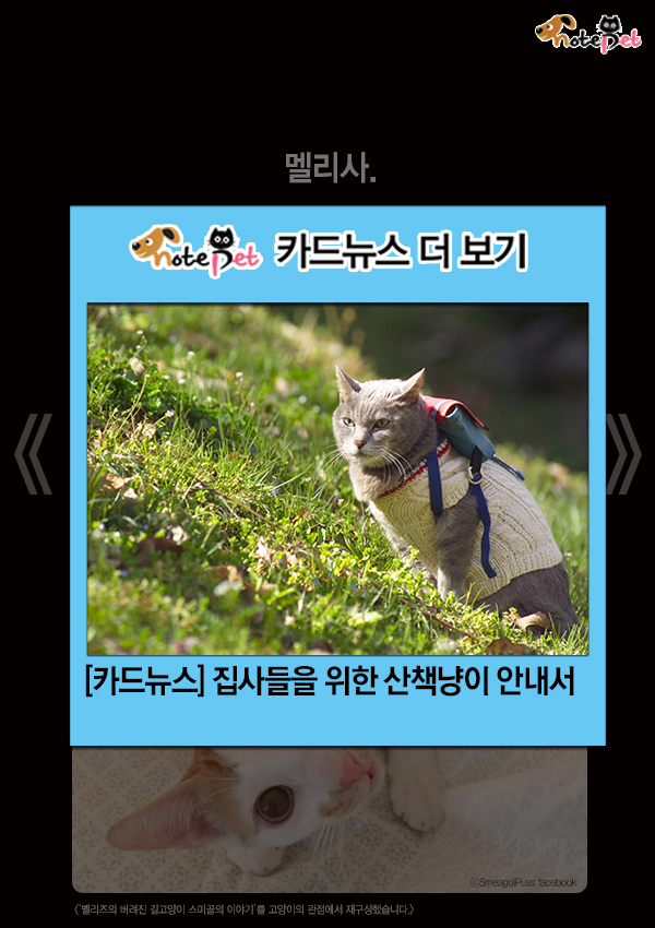 노트펫