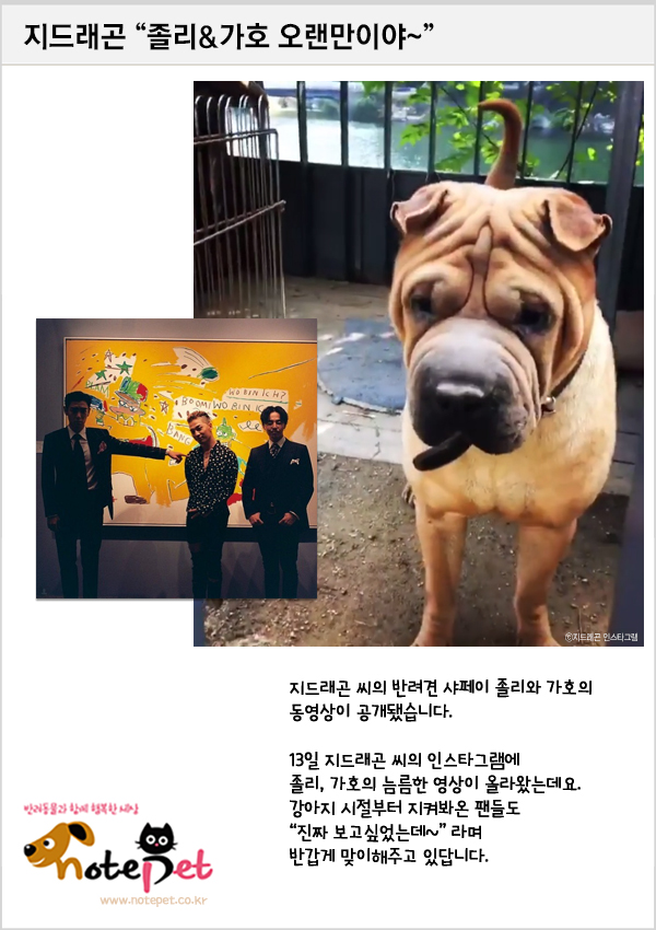 노트펫