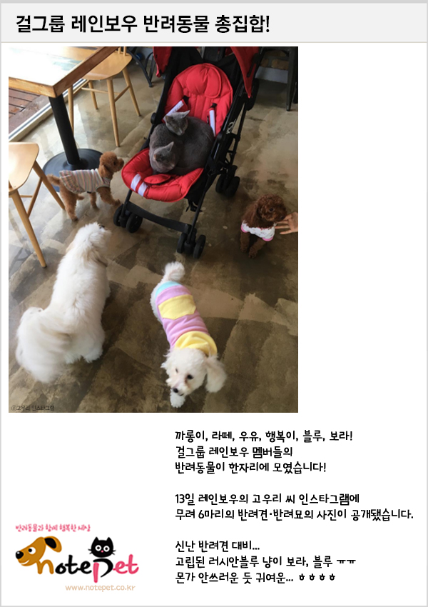 노트펫