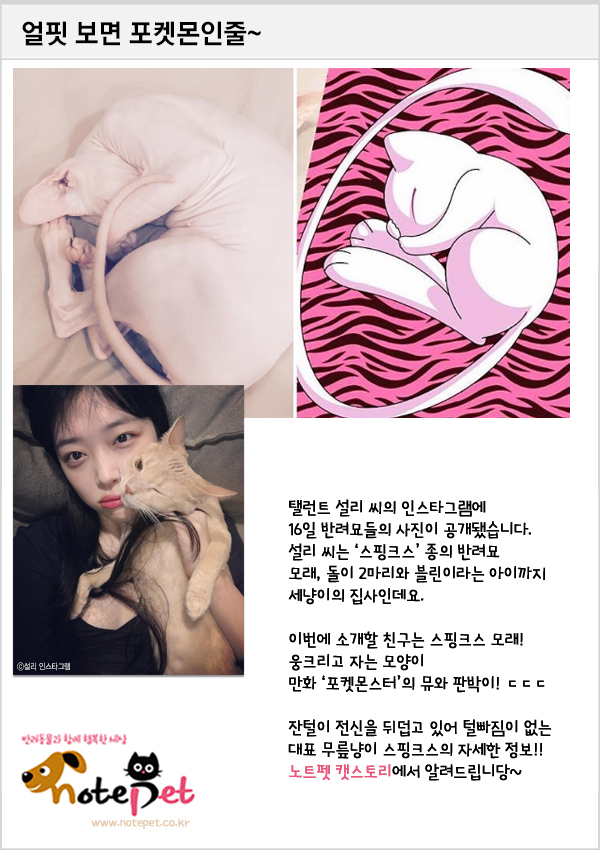 노트펫