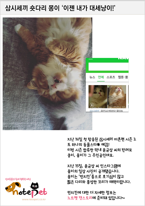 노트펫