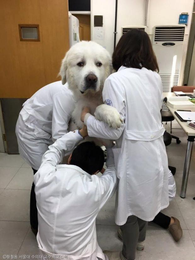 노트펫